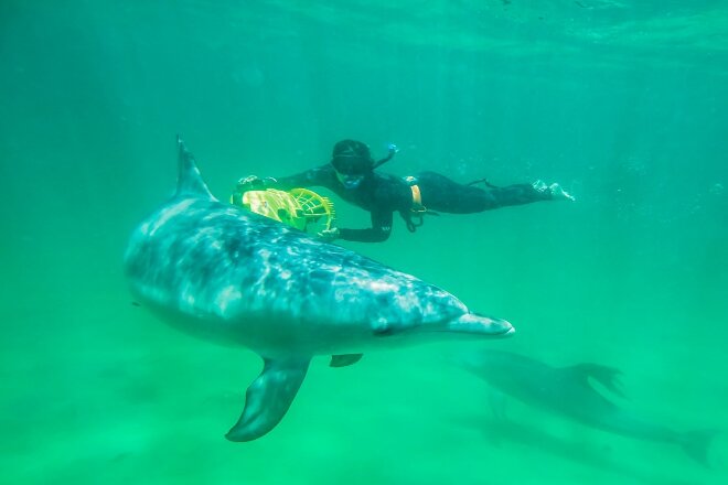 Dolphin at Perth Wildlife Encounters